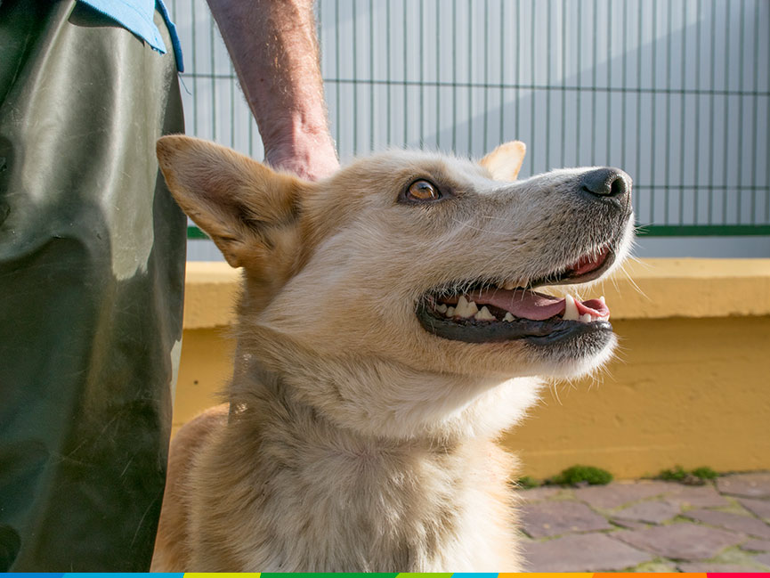 Este perro fue recogio de un municipio alavés en los últimos días.