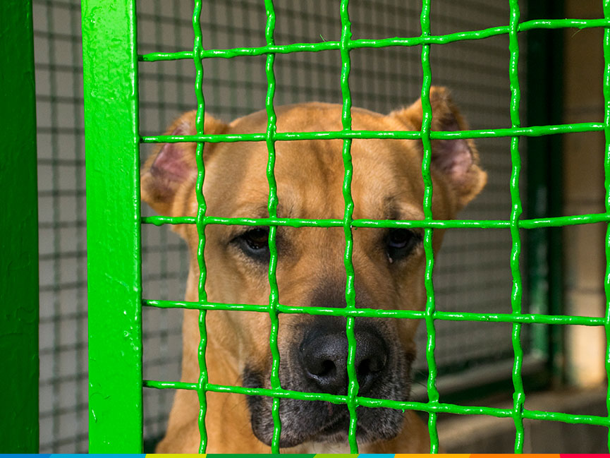 El pitbull es el tipo de perro con mayor tasa de abandono de nuestro entorno. Éste llegó al CPA con las orejas recortadas para tener un aspecto más rudo.